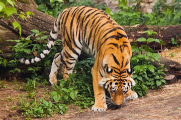 Obraz premium Beautiful powerful big tiger cat on the background of summer green grass and stones. The tiger plays sniffs the ground in hunting, stalking