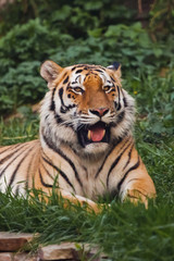 the tiger imposingly lies on emerald grass and rests, Beautiful powerful big tiger cat on the background of summer green grass and stones.