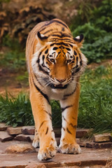 the tiger is coming to you. Beautiful powerful big tiger cat on the background of summer green grass and stones.