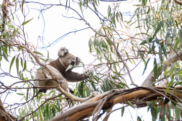 Beautiful koala in wild life eats eucalyptus leaves clinging to a branch, Kangaroo Island, Southern Australia