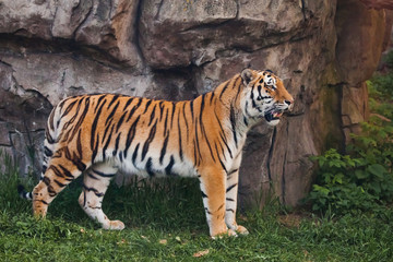 A proud, sleek tiger stands beautifully against a stone cliff. Beautiful powerful big tiger cat on the background of summer green grass and stones.