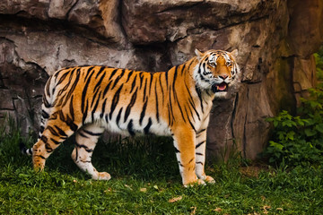 A proud, sleek tiger stands beautifully against a stone cliff. Beautiful powerful big tiger cat on the background of summer green grass and stones.