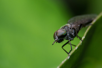 fly on a leaf