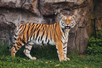 Fototapeta na wymiar A proud, sleek tiger stands beautifully against a stone cliff. Beautiful powerful big tiger cat on the background of summer green grass and stones.