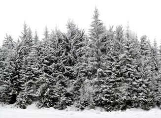 pine forest in winter