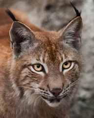 Fotobehang beautiful big cat lynx close up. big expressive cat eyes, look of a predatory cat. © Mikhail Semenov
