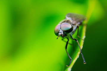 fly on leaf