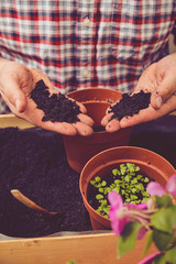 Farmer planting young seedlings flowers in the garden. Gardening concept.