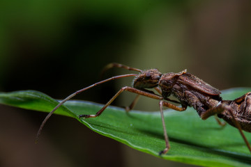 ant on leaf