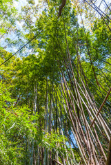Bamboo forest