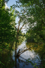 View of a river with a dry tree in the water. Overgrown shores