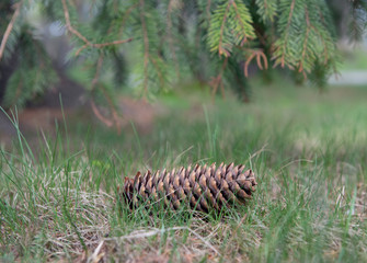 pine cone on a branch