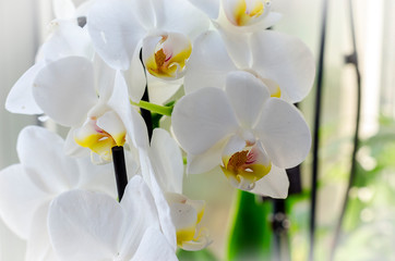 orchid on the windowsill, indoor plant