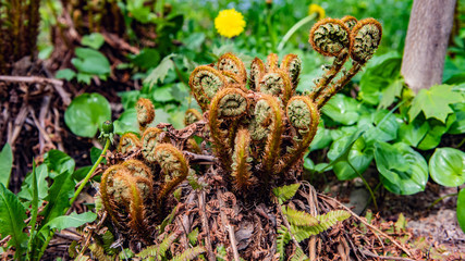fern