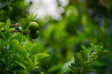 green branch of a tree ,lime
