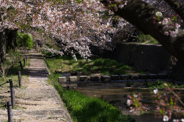 Fototapeta na wymiar 兵庫県西宮市・散り始めの夙川の桜の風景