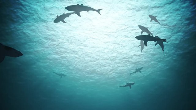 Silhouettes of sharks underwater in ocean against bright light.
