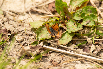Fritillary butterfly on a leaf