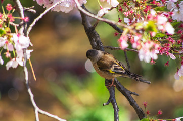 桜の枝にとまるカワラヒワ