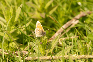 butterfly on green grass