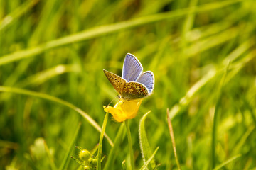 Small blue butterfly on a buttercup
