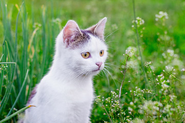 Portrait of a white cat against a background of green grass in the garden_