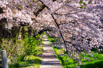 Fototapeta premium 兵庫県西宮市・夙川沿いの桜並木