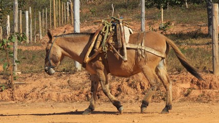 Burro