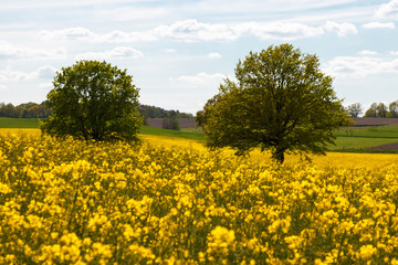 Two trees in the middle of a beautiful rape field in the Lüneburg Heath, northern Germany. Backlit photography