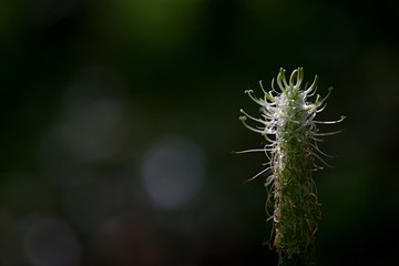 Plante de rivière - macro gros plan nature