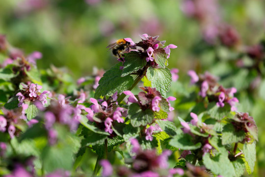 Eine Hummel trinkt Nektar an den pink farbenen Bl&uuml;ten einer Taubnessel