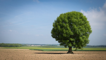 Tree in a wide field