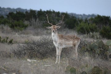 spotted fallow deer portrait