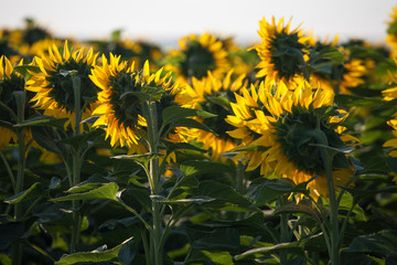 Sunflower field landscape