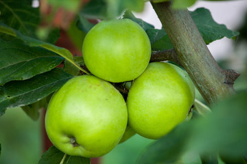 Green apples on orchard farm