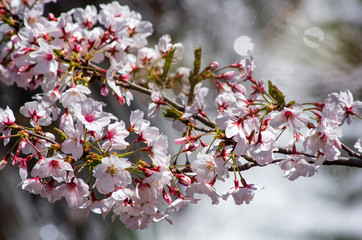川べりで咲く桜