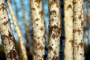 Birken Baumstämm mit weißer Rinde vor blauem Himmel im Frühling