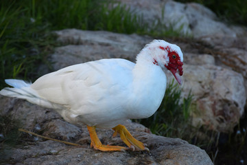 Wild white goose with a red beak on the lake