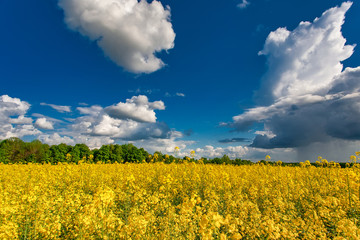 Obraz premium Blooming canola field. Rape on the field in summer. Bright Yellow rapeseed oil. Flowering rapeseed.