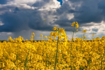 Obraz premium Blooming canola field. Rape on the field in summer. Bright Yellow rapeseed oil. Flowering rapeseed.