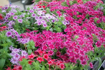 Obraz premium Gilliflower or Dianthus flowers. Colorful flowers with shape of stars. Floral pattern. Spring and summer flowers background texture. Matthiola incana