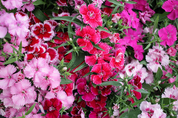 Dianthus flower. Different Dianthus flowers. Floral pattern. Spring and summer flowers background texture.