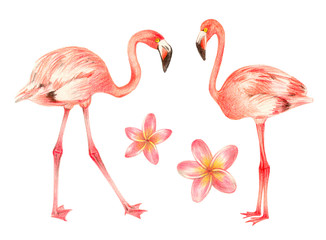 tropical exotic birds and flowers. flamingo and plumeria. hand drawing colored pencils illustration. isolated elements