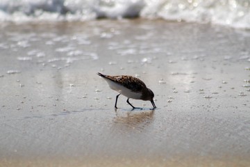 Sandpiper on the beach on Ocracoke Island 