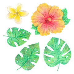 tropical exotic leaves and flowers. palm leaves, hibiscus and plumeria. hand drawing colored pencils illustration. isolated elements