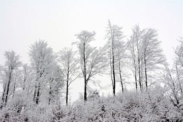 frozen forest trees