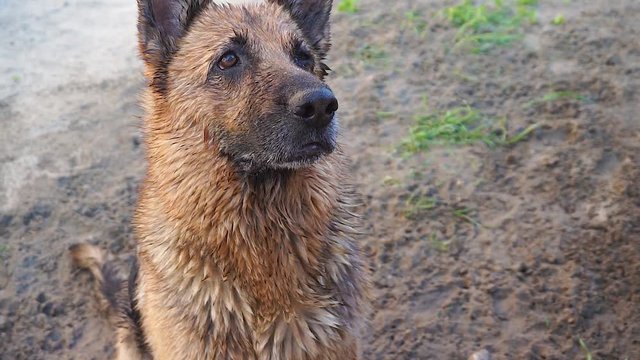 the dog is playing with water from a hose