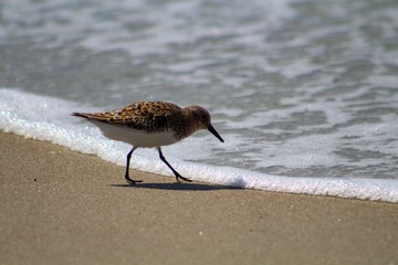 Sandpiper on the beach on Ocracoke Island North Carolina 