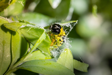 Raupe des Buchsbaumzünsler (Cydalima perspectalis)