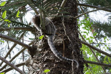 Obraz premium Animal em seu habitat
